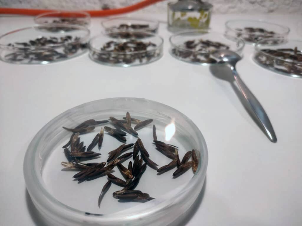 fresno de olor en placa petri