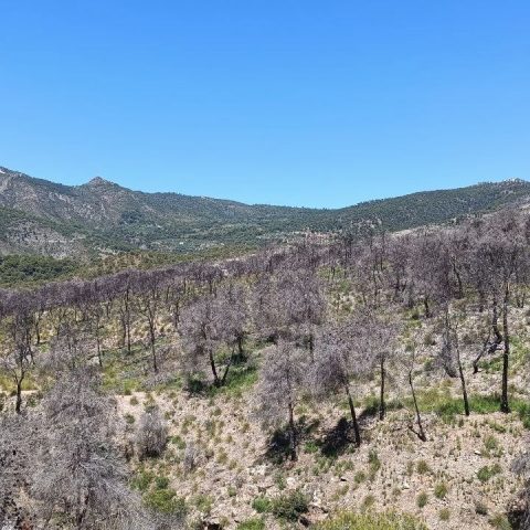 Guajares 2 años tras incendio