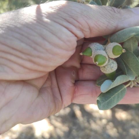 bellotas pequeñas