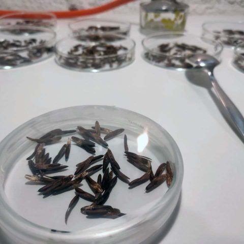 fresno de olor en placa petri