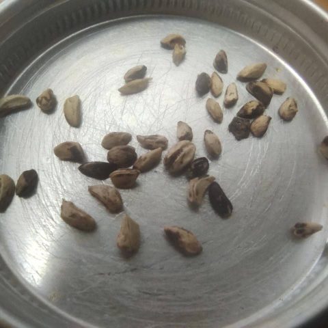 rosa canina seeds